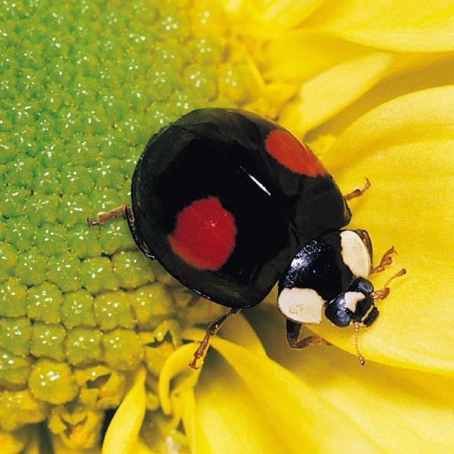 Insects Jigsaw Puzzles - 2.13.00 - (Android)