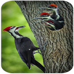 Cover Image of Descargar Woodpecker Bird Sounds  APK