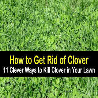 How To Get Rid Of Clover In Lawn 2021