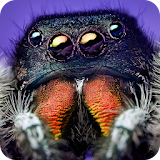 Spider Vision Camera Effect icon
