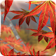 Autumn Tree Free Wallpaper Windowsでダウンロード