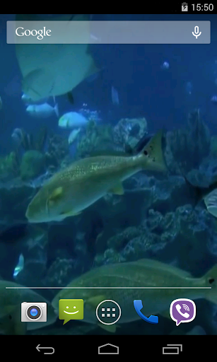 Real Aquarium Video Wallpaper Screen 3