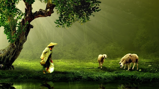 Sheep Wallpaper