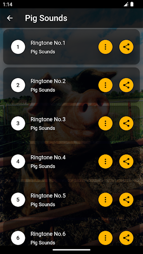 Pig Sounds & Ringtones Screen 2