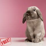 Rabbit Wallpaper Free icon