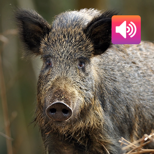 Wild boar: Sounds & Calls logo