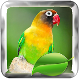 Lovebird Bird Therapy Master icon