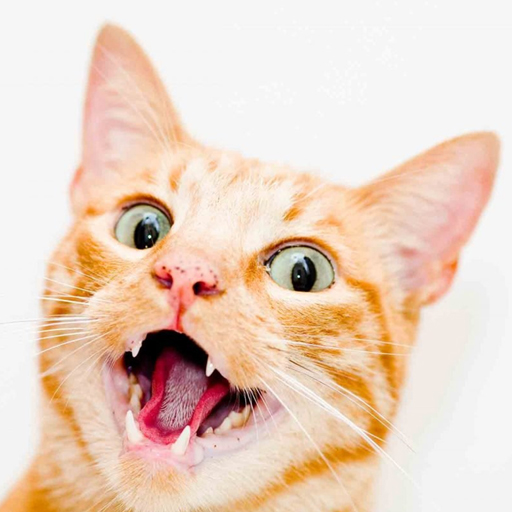 Звуки кошек: мурчание, мяу кот
