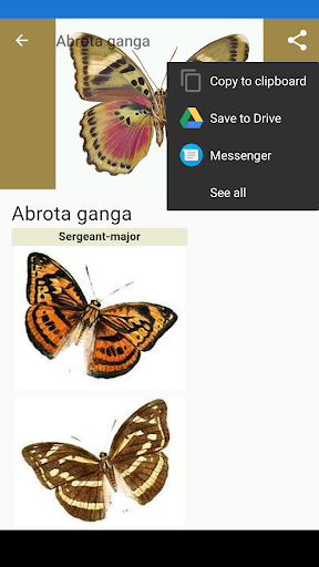 Android application Butterflies: Encyclopedia screenshort