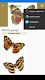 screenshot of Butterflies: Encyclopedia