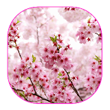 Sakura Live Wallpaper icon