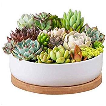 Succulent plant pot design