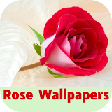 rose wallpapers icon