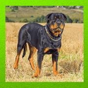 Rottweiler Dog 1.5 Icon