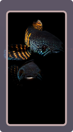 Channa Fish Wallpaper