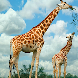 Giraffe live wallpaper icon