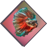 Betta Fish Species icon