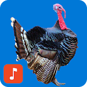 Top 28 Lifestyle Apps Like Turkey bird calls - Best Alternatives