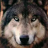 Imágenes de lobos icon