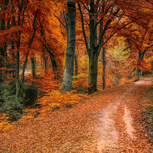 Autumn Wallpaper & Nature HD  Icon