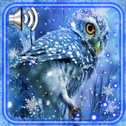 Owls Winter Live Wallpaper