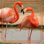 Cover Image of Tải xuống Flamingo Bright  APK