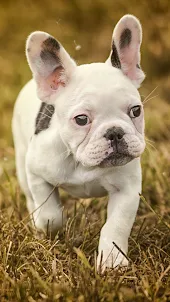 French Bulldog Wallpapers