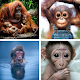 Monkey Wallpapers: HD images, Free Pics download Download on Windows