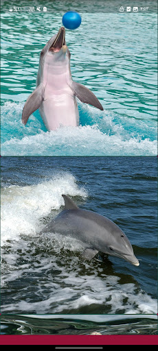 Dolphin Images Offline Screen 3