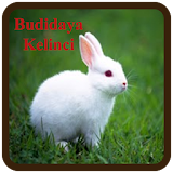 Budidaya Kelinci icon