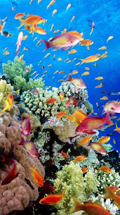 Aquarium Live Wallpaper for pc screenshots 1