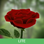 Cover Image of Download 3D Rose Live Wallpaper Lite  APK