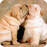 Shar Pei Dog Wallpaper icon