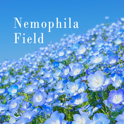 Nemophila Field Theme  Icon