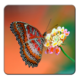 Butterfly Wallapers icon