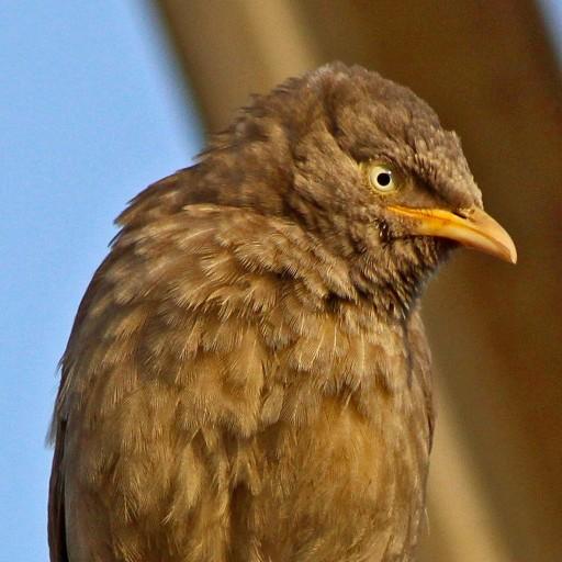 Birding Simplified for  Android – Latest Version & Features app icon