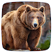 クマの音 - Androidアプリ