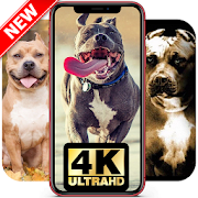 Top 40 Personalization Apps Like Pitbull Wallpapers HD ? Pitbull Dog Images ? - Best Alternatives