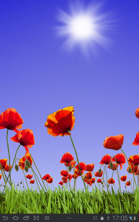 Poppy Field Live Wallpaper by Adermark Media - (Android Apps) — AppAgg