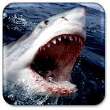 Shark Live Wallpaper icon