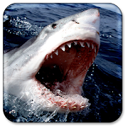 Shark Live Wallpaper 1.6 Icon