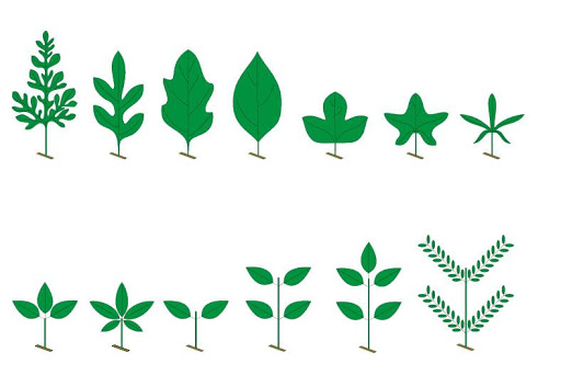 Mangroves - Identification Kit Screen 3