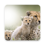 Wildlife Photo Frame Maker 2018 icon