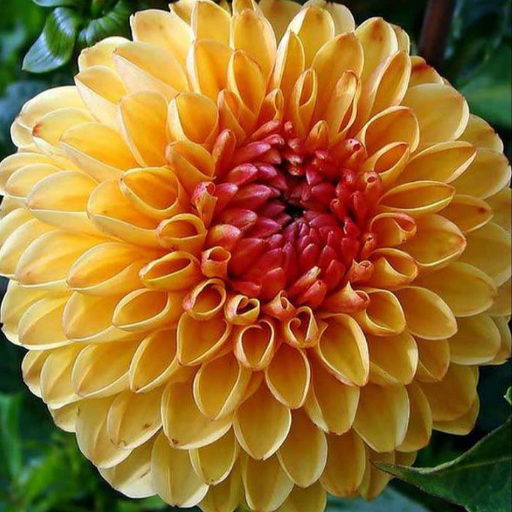 Dahlia Flower Wallpaper HD logo