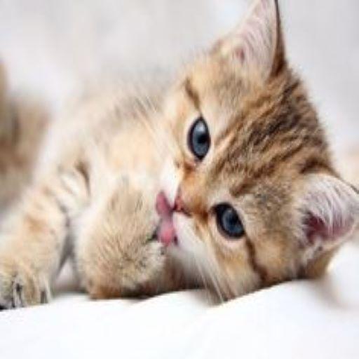 ✓[Updated] SUARA KUCING for PC / Mac / Windows 7,8,10 - Free Mod 