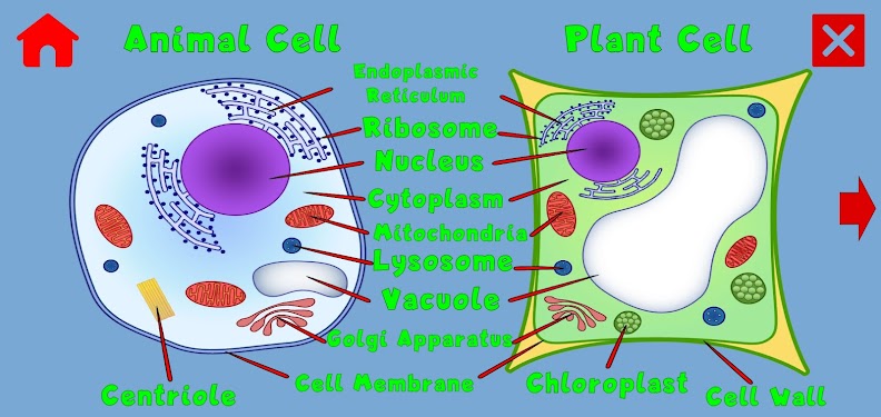 #3. Learn: Cells (Android) By: JLHM.XR