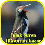 Jalak Suren Masteran Gacor icon