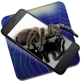 Spider in Phone Live Wallpaper icon