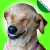 Stickers de perros graciosos icon