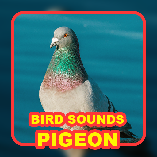 Pigeon Sounds: Hunting Calls